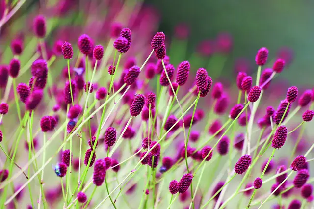 Purple groundsel flowers