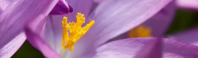 Purple crocus flower with yellow stamens