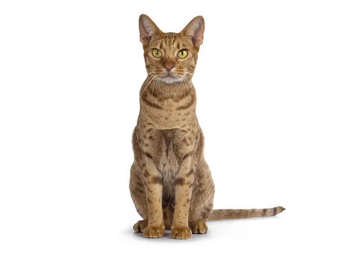 Ocicat kočka sedí na bílém pozadí.