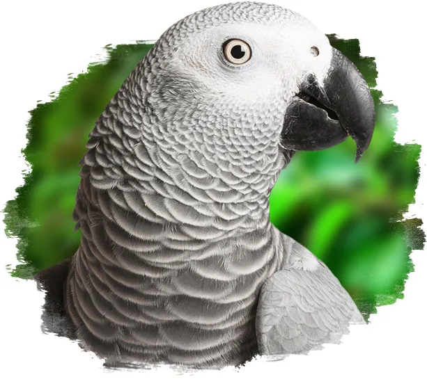 African grey parrot