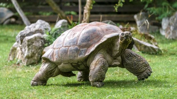 Afrikanští sloní želva chodící po trávníku mezi kameny.