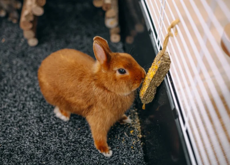 Hnědý králík v kleci žere slámovou kostičku.