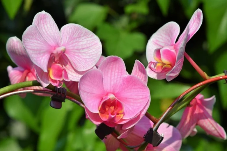 Růžové květy faleropisní orchidej v přírodním prostředí.