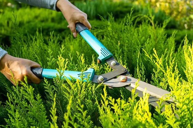 Elektrická nůžka stříhá větve hustého zeleného keře.