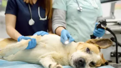 Pes leží na operačním stole během veterinárního vyšetření před kastrací.