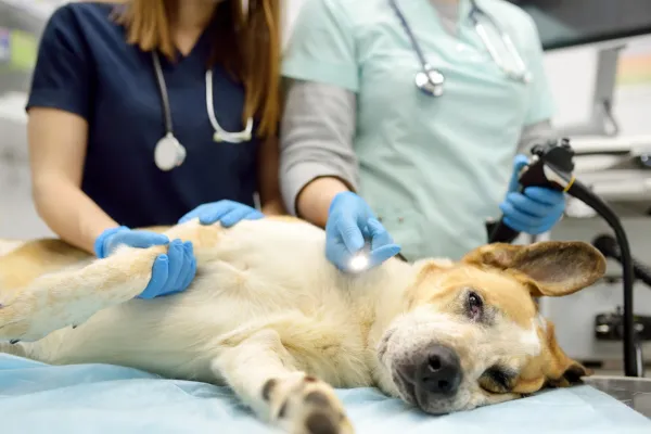 Pes leží na operačním stole během veterinárního vyšetření před kastrací.