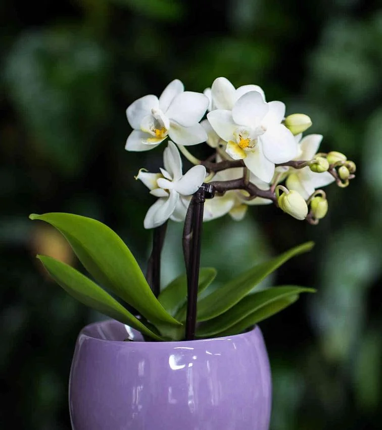 Bílá orchidej v fialovém květináči na tmavém pozadí.