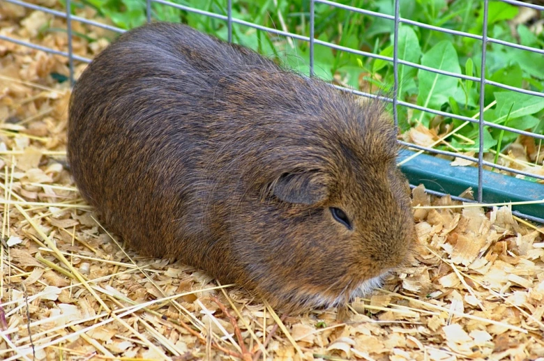Hnědé morče sedí na dřevěných štěpách v kleci.