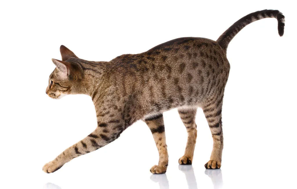 Ocicat cat walking