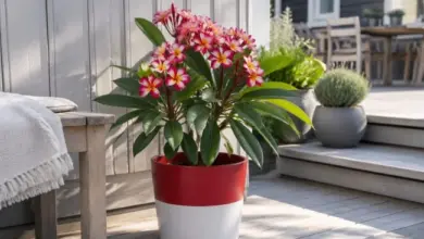 Plumeria plant in pot
