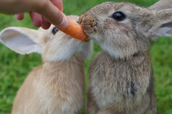 Dva králíci se žerou mrkev v rukou člověka venku.