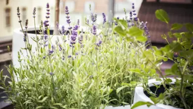 Lavender plants in bloom