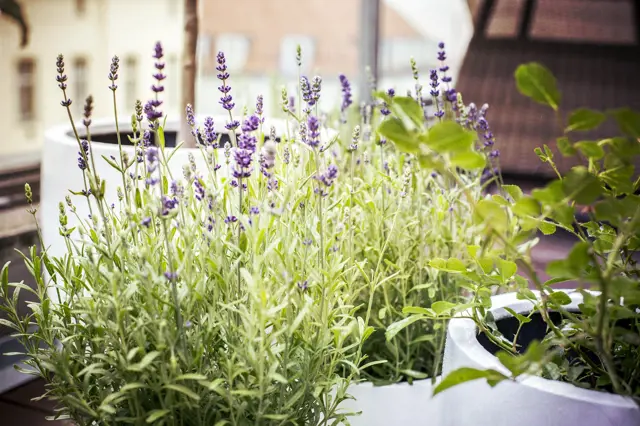 Lavender plants in bloom