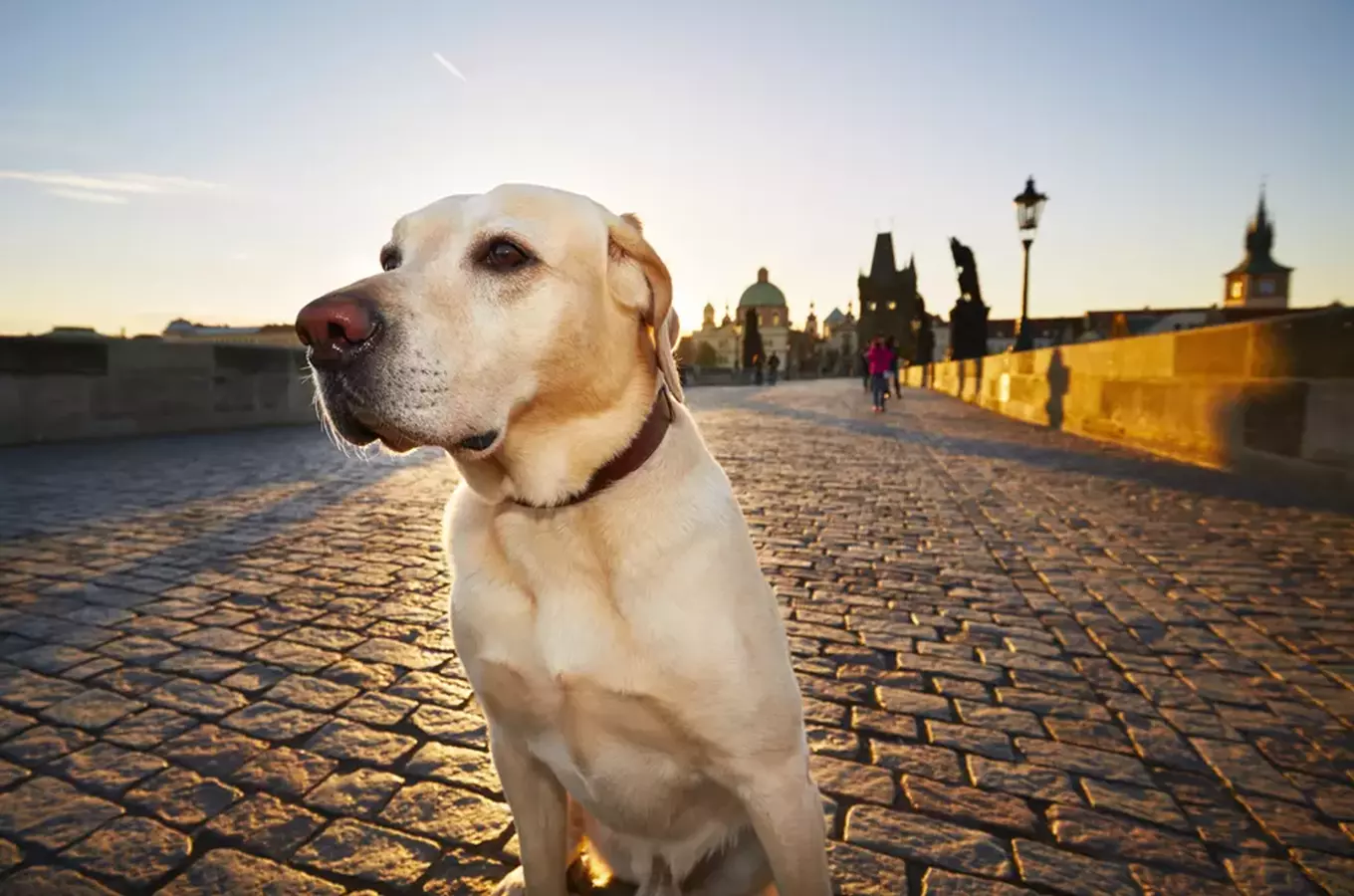 Žlutý labrador sedí na pražském mostě při západu slunce.