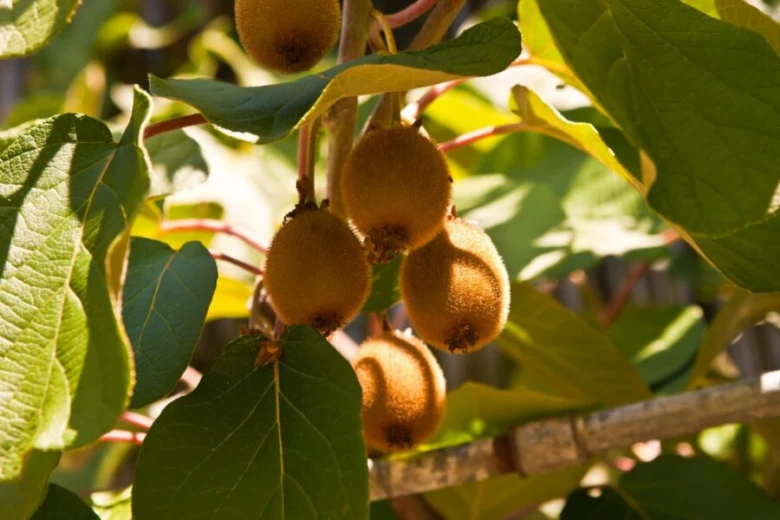 Kiwi fruits on vine