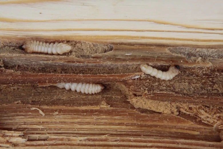 Bílá larva tesaříka krovového v poškozeném dřevě.