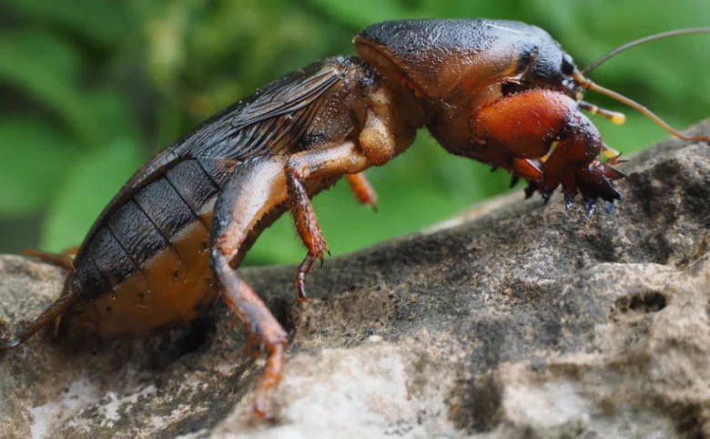 Detailní fotografie krtonožky na kamenu s rozostřeným pozadím.
