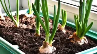 Cibule rostoucí v květináči u okna, zelené listy.