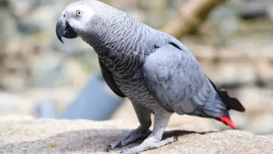Afrikanští šedý papoušek stojí na skále venku.