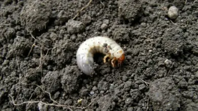 Bílá krtonožka v zemi – hlavní škůdce rostlin.