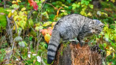 European wildcat on stump