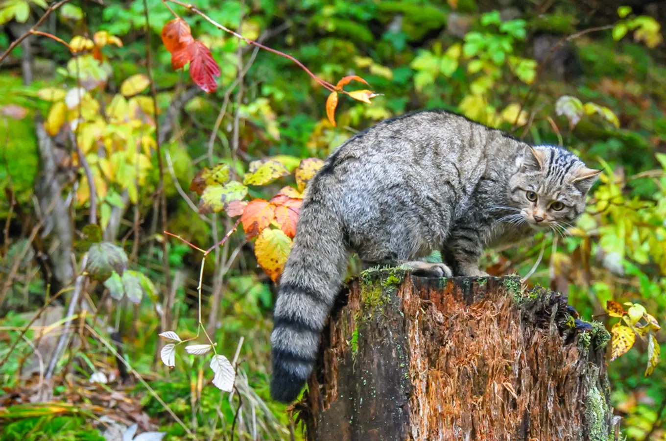 European wildcat on stump