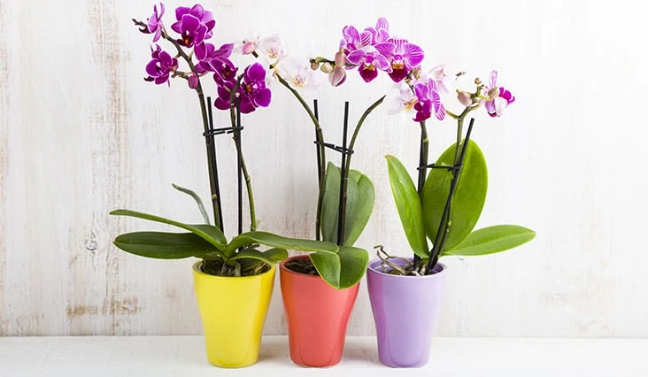 Tři hrnky s fialovými orchidejemi na bílém povrchu.