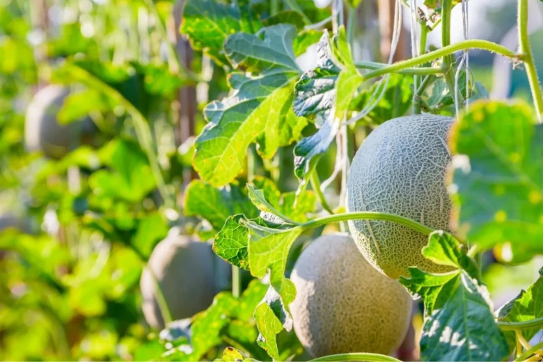 Zralé melouny cantaloupe visící na vinném loubu mezi zelenými listy.