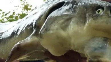 Velký evropský úhoř držený v rukou člověka venku.