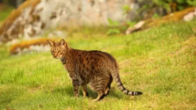 Ocicat kočka stojí na trávníku s rozostřeným pozadím.