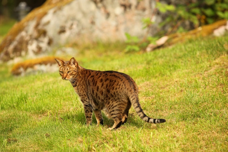 Ocicat kočka stojí na trávníku s rozostřeným pozadím.
