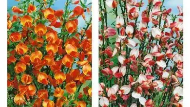 Broomrape flowers orange and pink