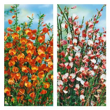 Broomrape flowers orange and pink