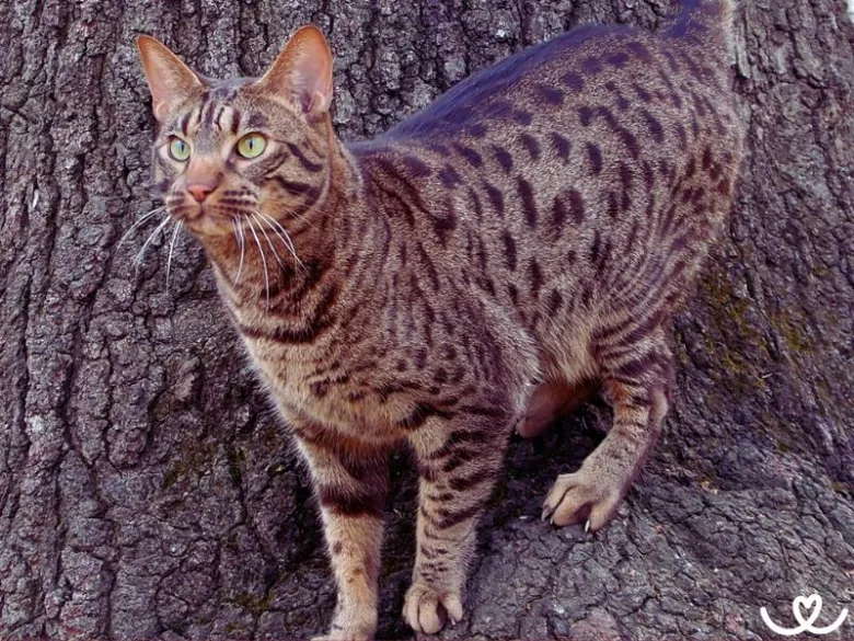 Ocicat kočka stojí na kůře stromu s výraznou skvrnitou srstí.
