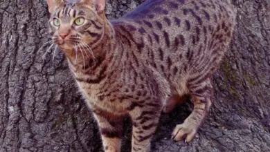 Ocicat kočka stojí na kůře stromu s divokým vzorem.