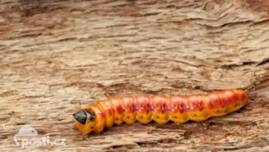 Larva of wood borer beetle