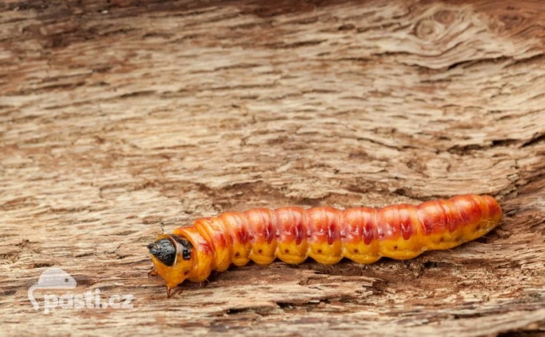Larva of wood borer beetle
