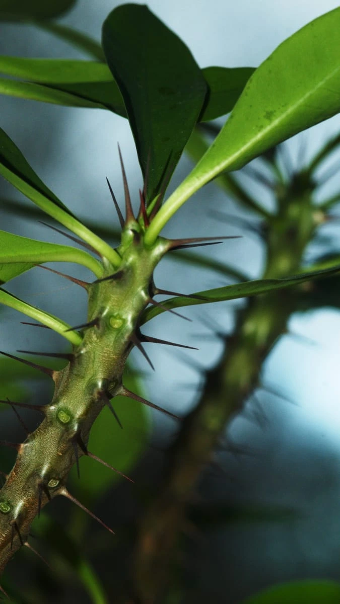 Poisonous plant stem with thorns