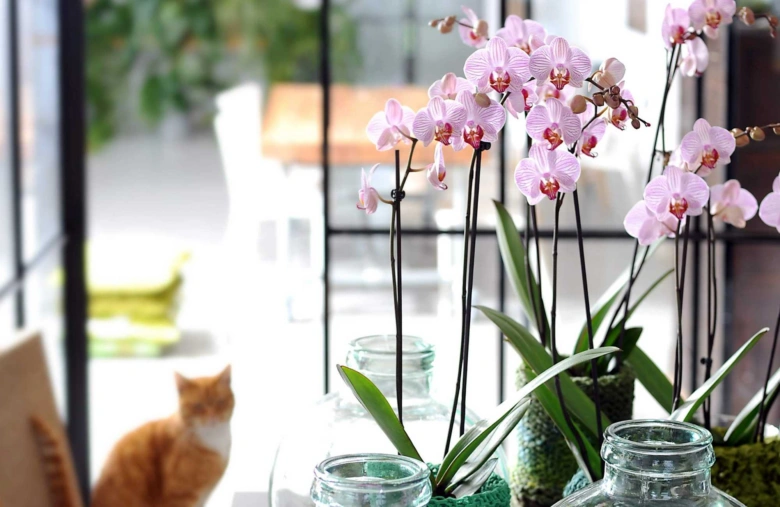 Růžová orchidej v skleněném váze s rozostřeným pozadím.