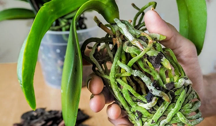 Orchidej s hnijícími kořeny držená v ruce
