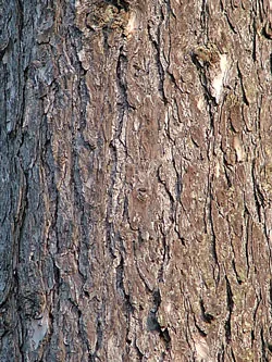 Detail kůry stromu modřínu opadavého s hlubokými prasklinami.