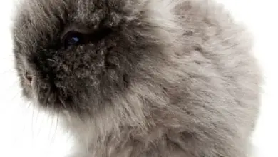 Angora rabbit