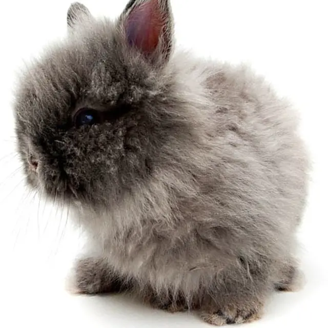 Angora rabbit