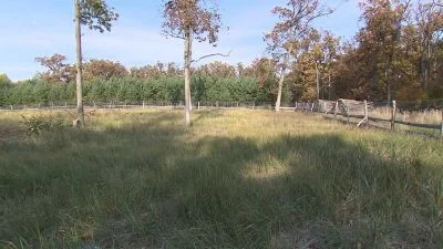 Travná louka s plotem a stromy pod modrou oblohou.