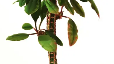 Poisonous houseplant euphorbia