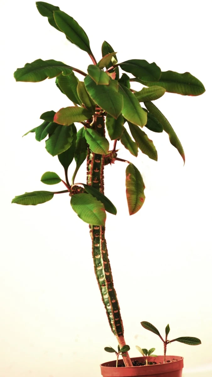 Poisonous houseplant euphorbia