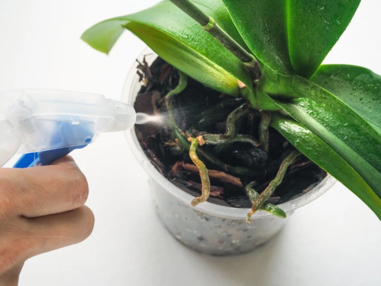 Ruka stříká vodu na kořeny orchideje ve skleněném květináči.