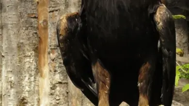Zadní pohled na skalního orla stojícího u kmeny stromu.