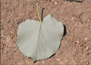 Listový lípa leží na zemi s viditelnou žilkováním a okraji.