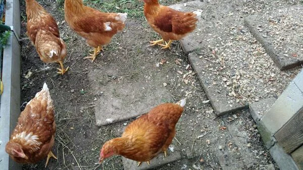 Skupina hnědých slepic plymutka hledá krmivo na zemi.